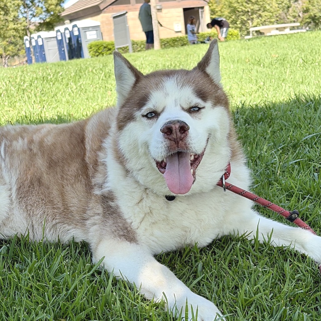 Apollo (C000-753) - Chino Hills Location, photo 43