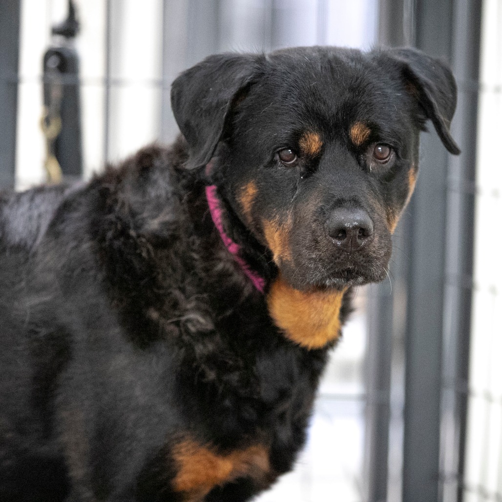 Layla (JN26-11), photo 2