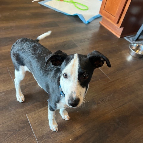 Scotch — thumbnail 2