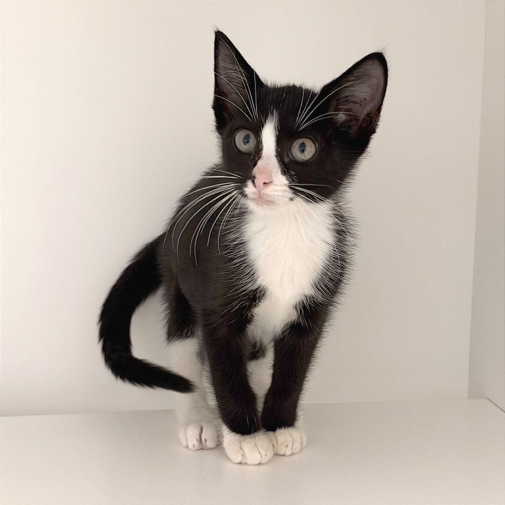 DRACULAURA - Domestic Shorthair / Domestic Shorthair available for adoption