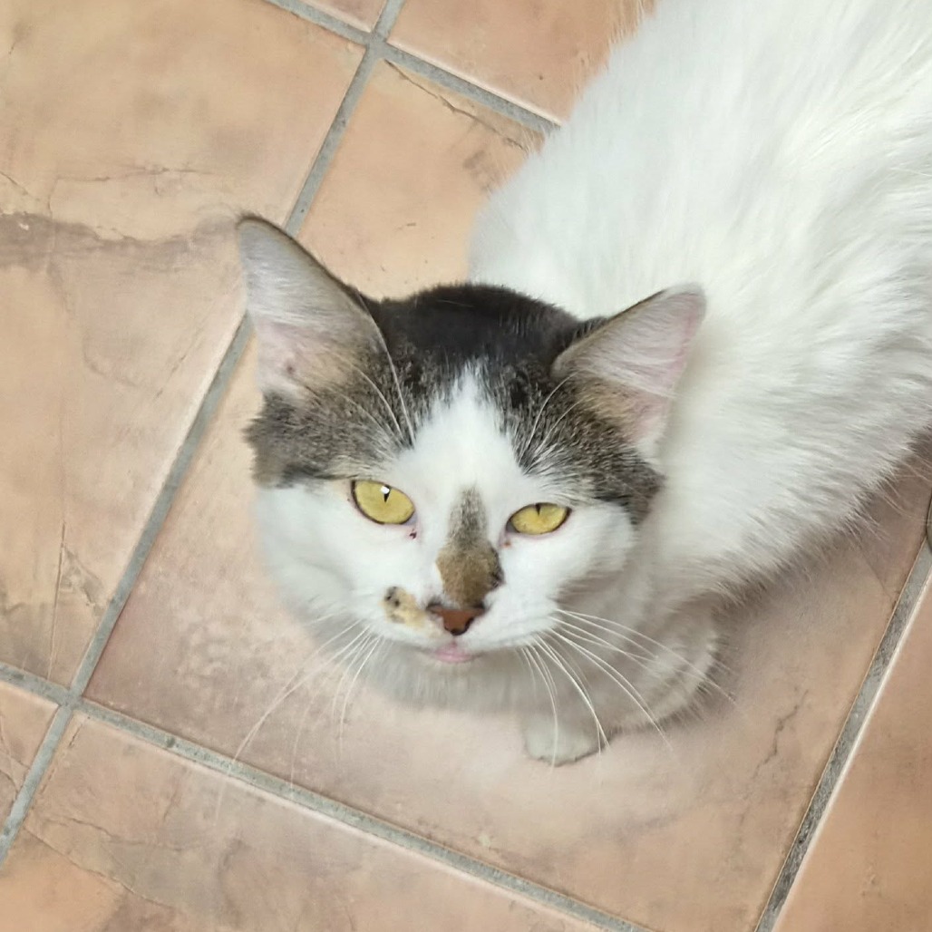 TAYLOR SWIFT - Domestic Medium Hair for adoption in Las Cruces