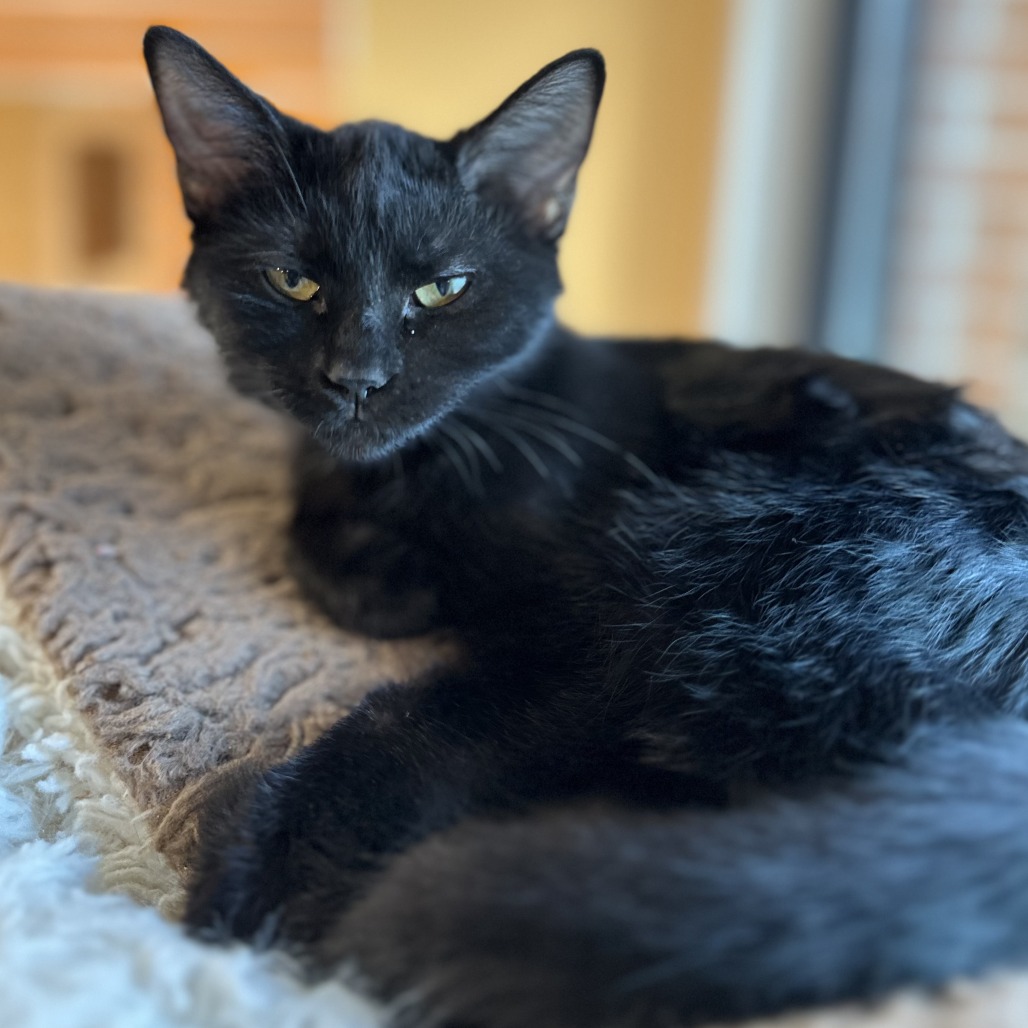 DOBERMAN - Domestic Shorthair available for adoption