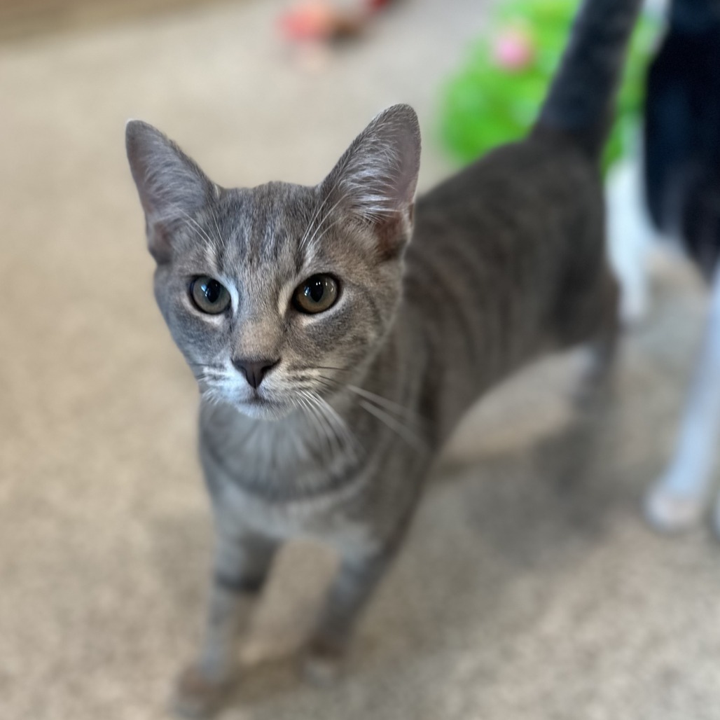 LEMON - Domestic Shorthair available for adoption
