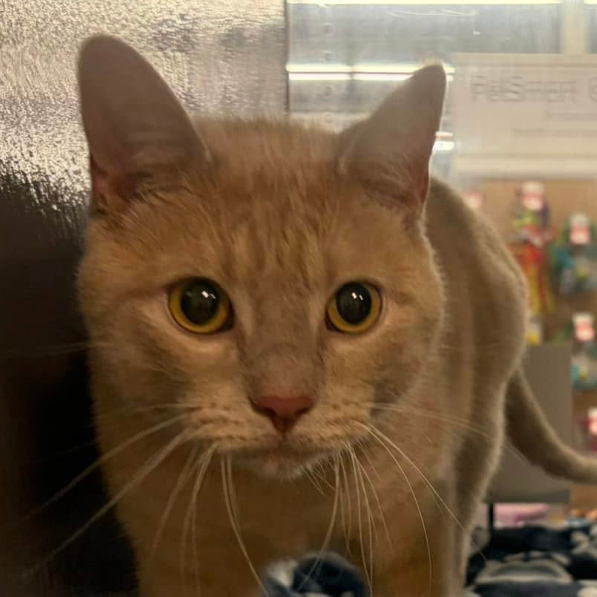 Beau, adopted
