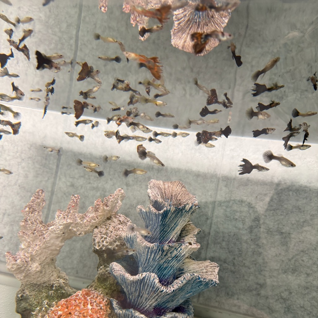 MISC MULTIPLE FANCY GUPPIES - Unknown available for adoption