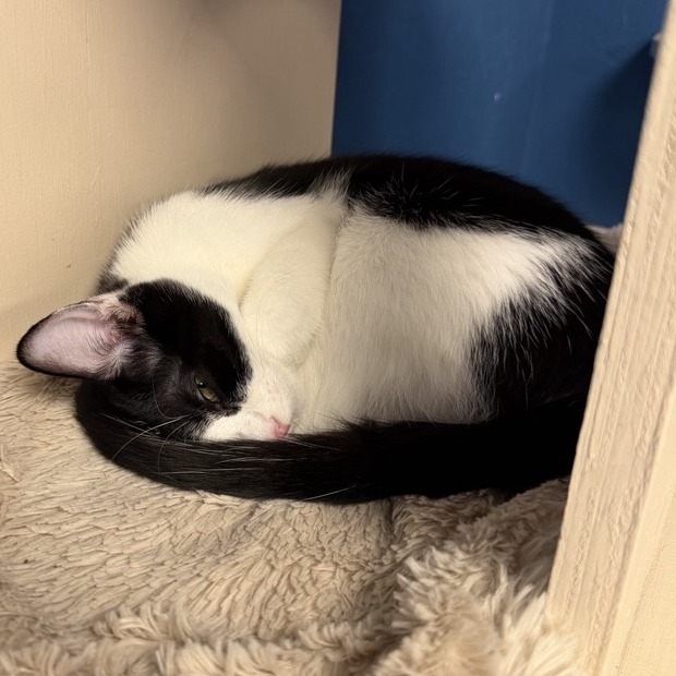 AMBI - Domestic Medium Hair available for adoption