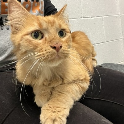 BREADBOWL - Domestic Longhair available for adoption