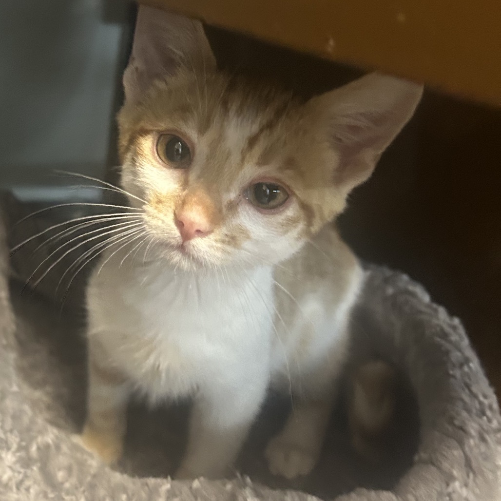 CHEETO, photo 3