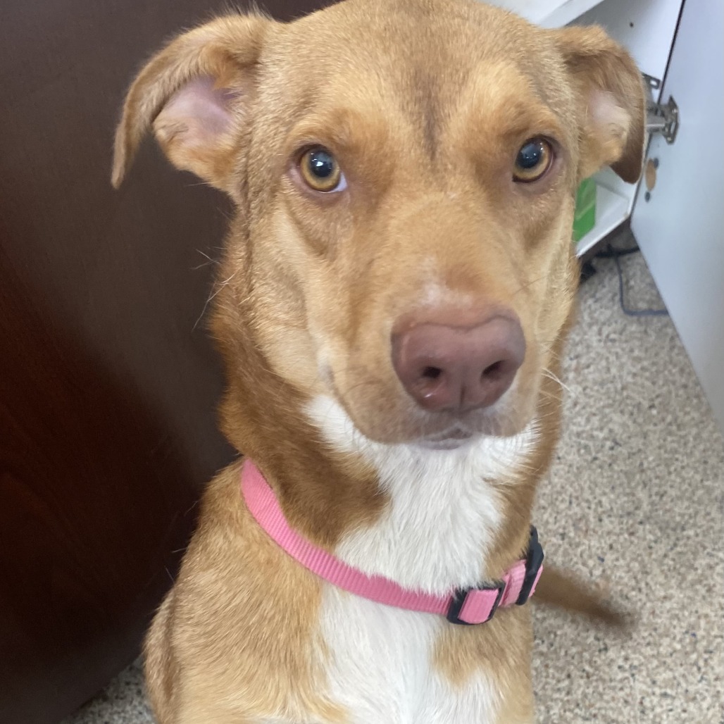 TABITHA - Shepherd / Mix available for adoption