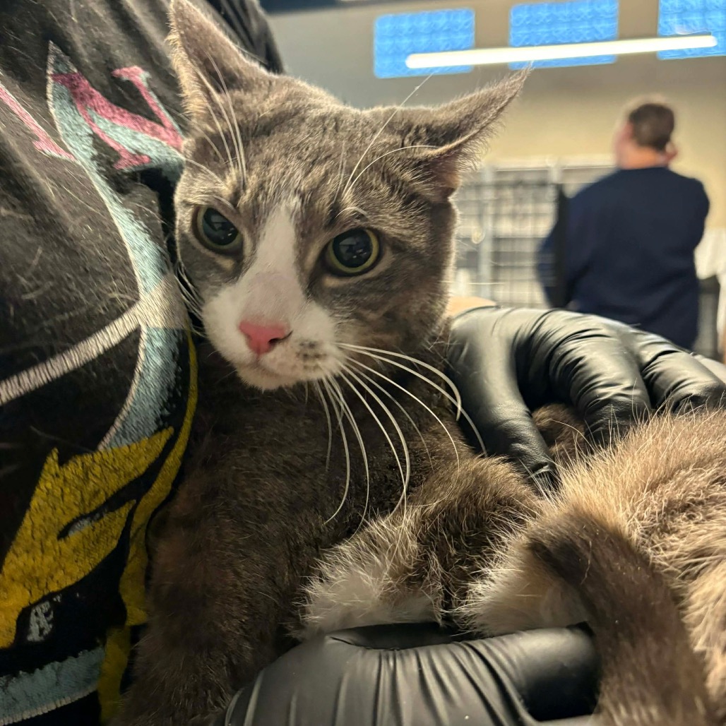 Angel — thumbnail 2