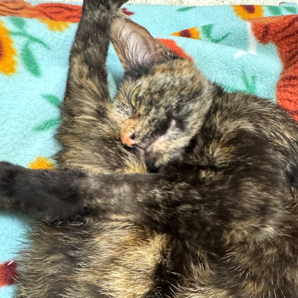 Goose — thumbnail 2