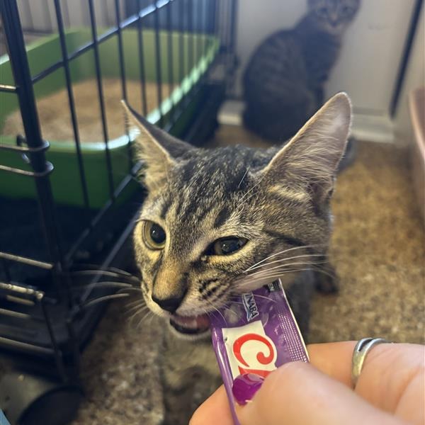 Twix: Male 3 Domestic Shorthair