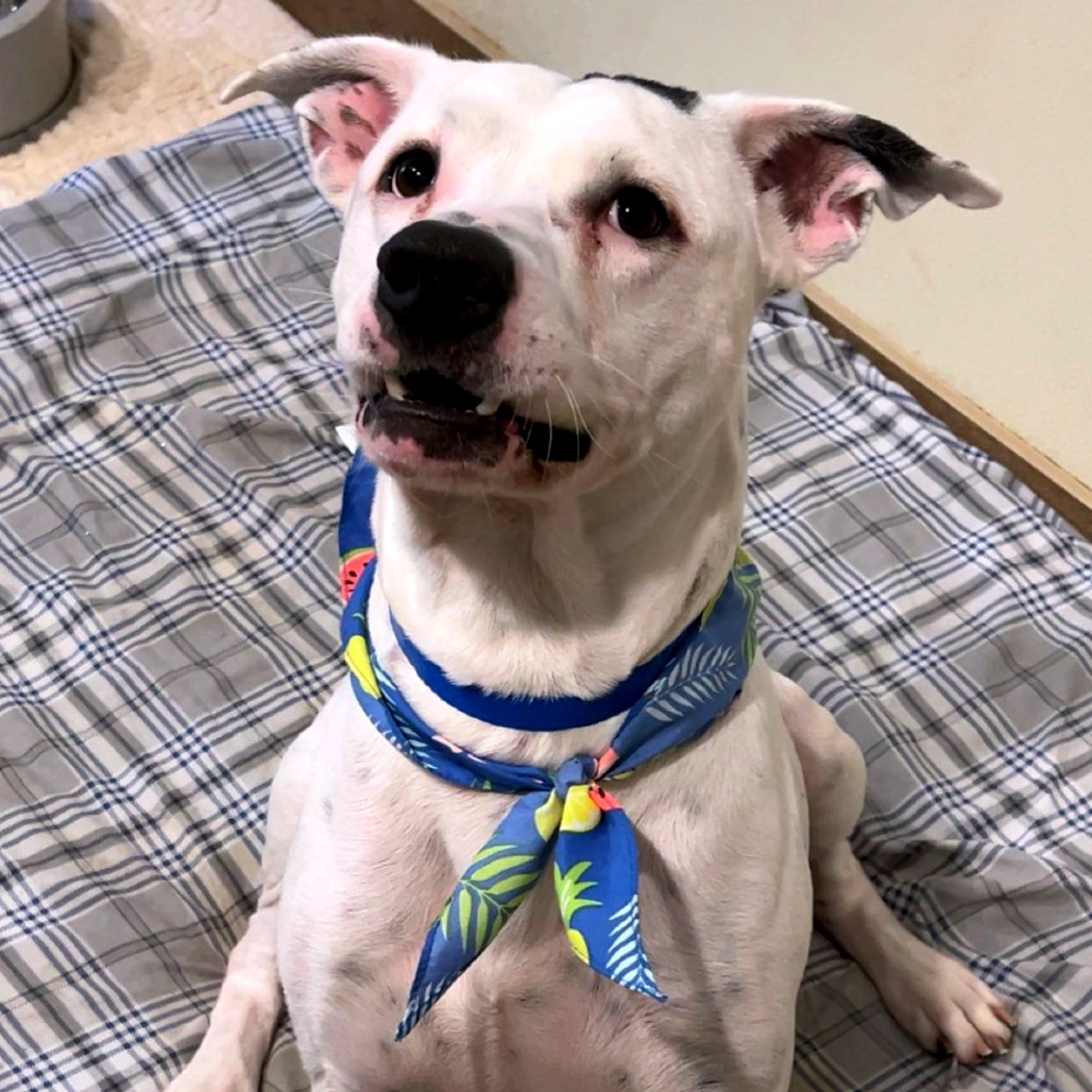 Ronnie — thumbnail 10