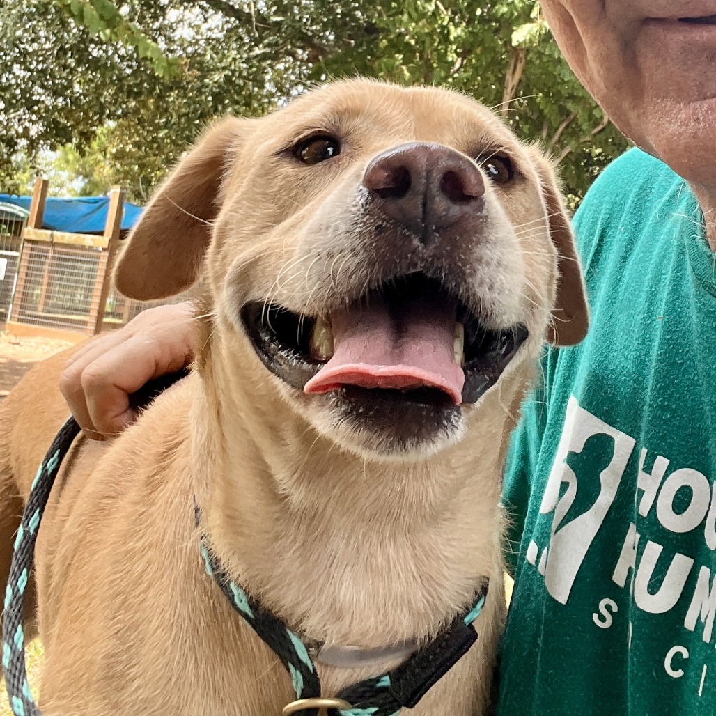 KASHI - Mixed Breed (Medium) available for adoption
