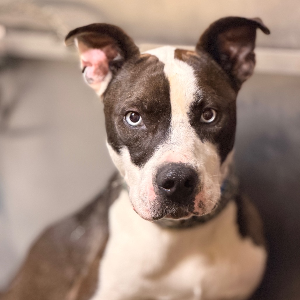 Blue — thumbnail 7