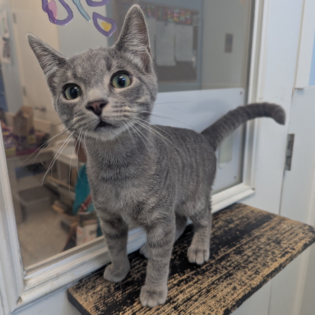 DARREN RITTER - Domestic Shorthair available for adoption