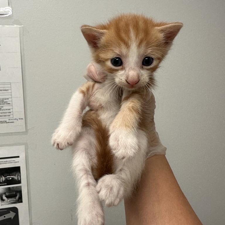 HAZEL - Domestic Shorthair available for adoption