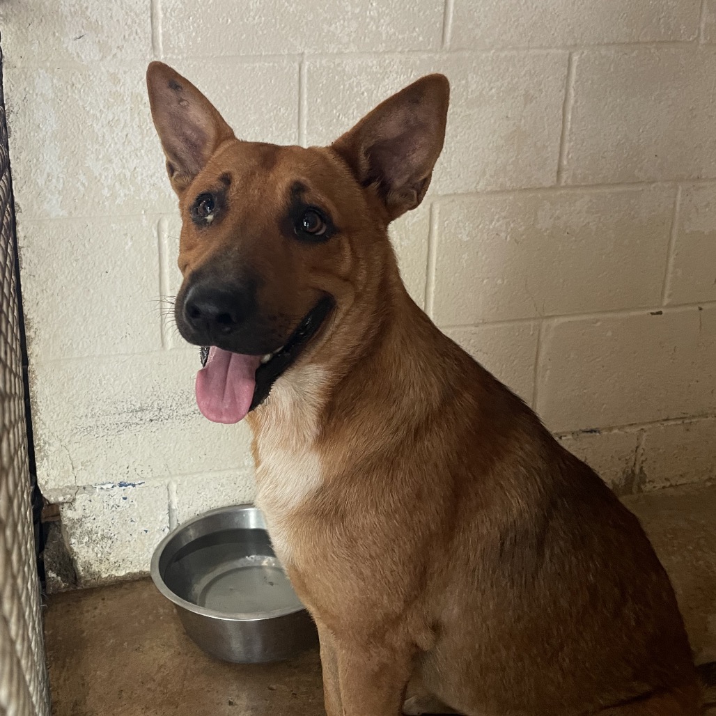 Dalton, available for adoption at PVAS