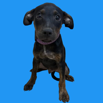 Tusc Stray 81778 2 3