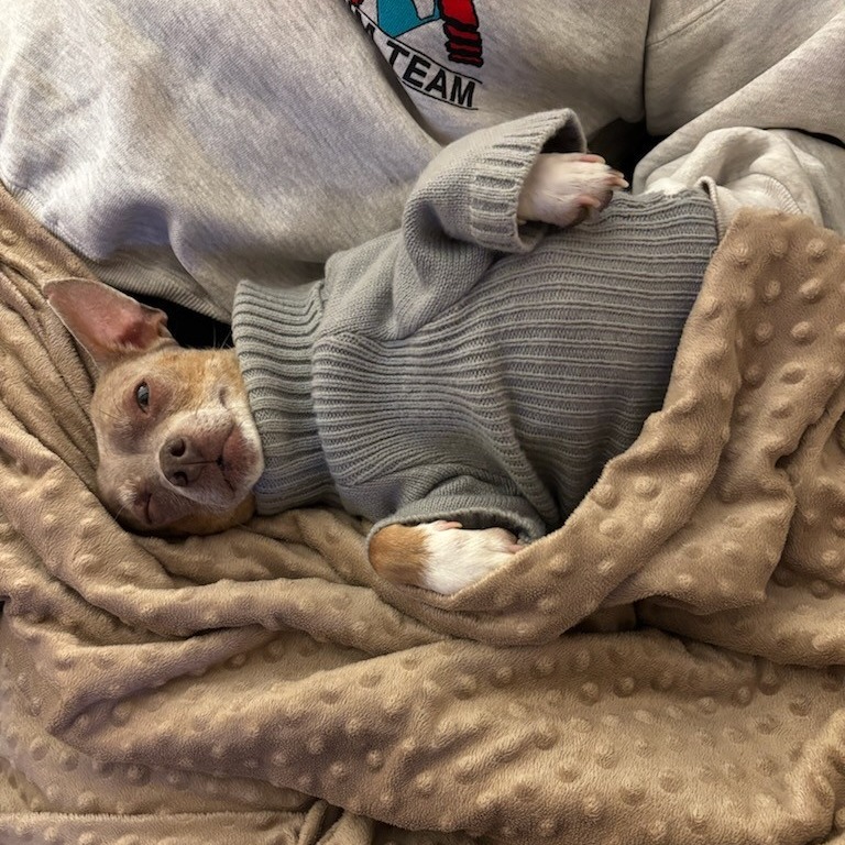 Bratwurst — thumbnail 8