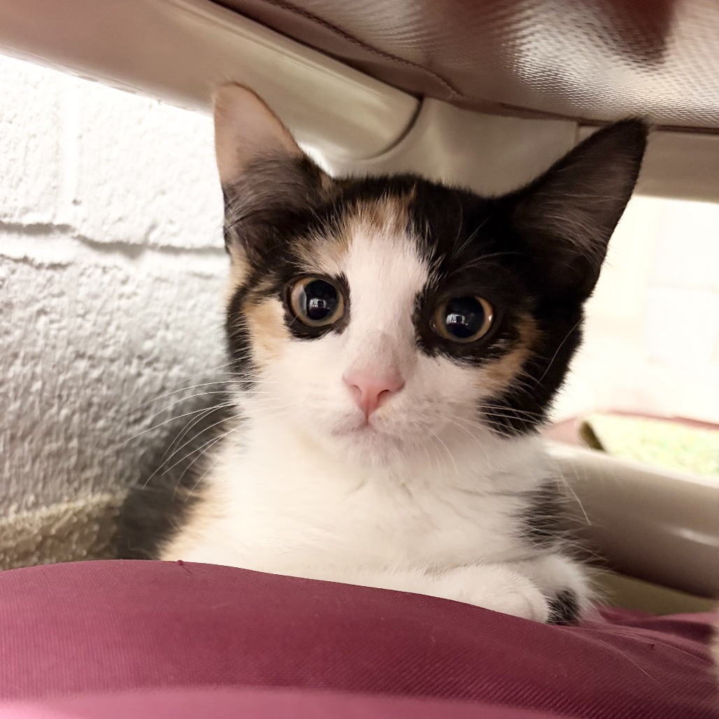 CATALINA - Domestic Shorthair available for adoption
