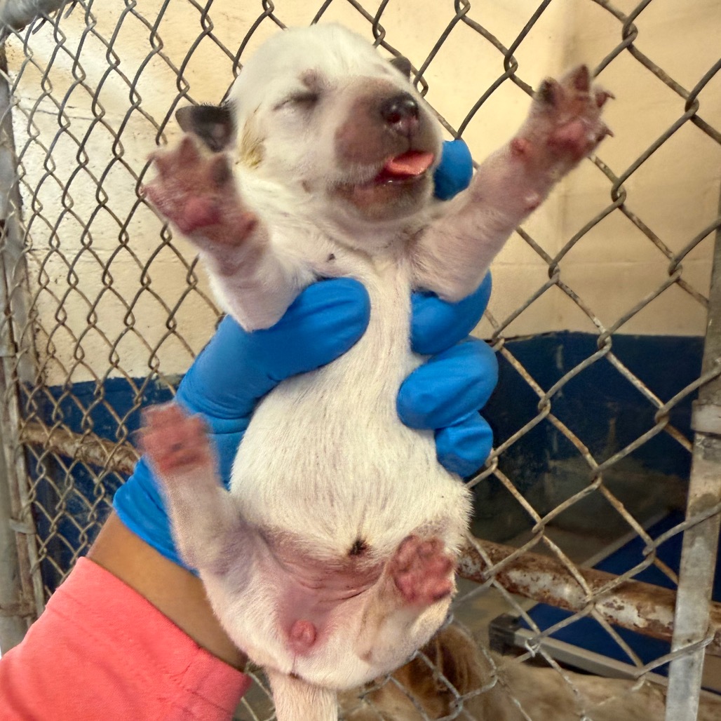 Photo of Baby Caterpillar, available for adoption at PVAS