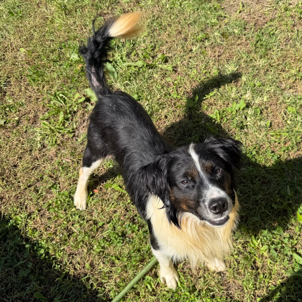 JASPER - Shepherd, Australian / Mixed Breed (Medium) available for adoption