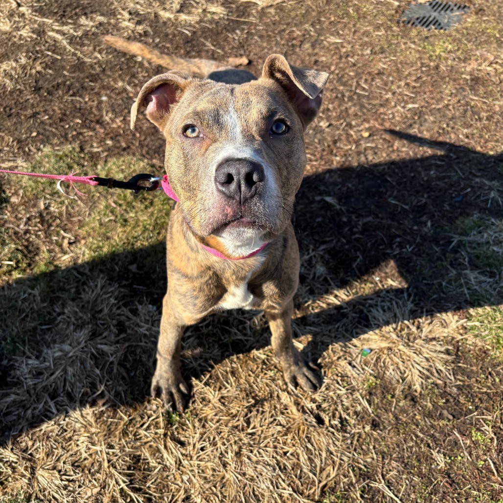 Gojo — thumbnail 3