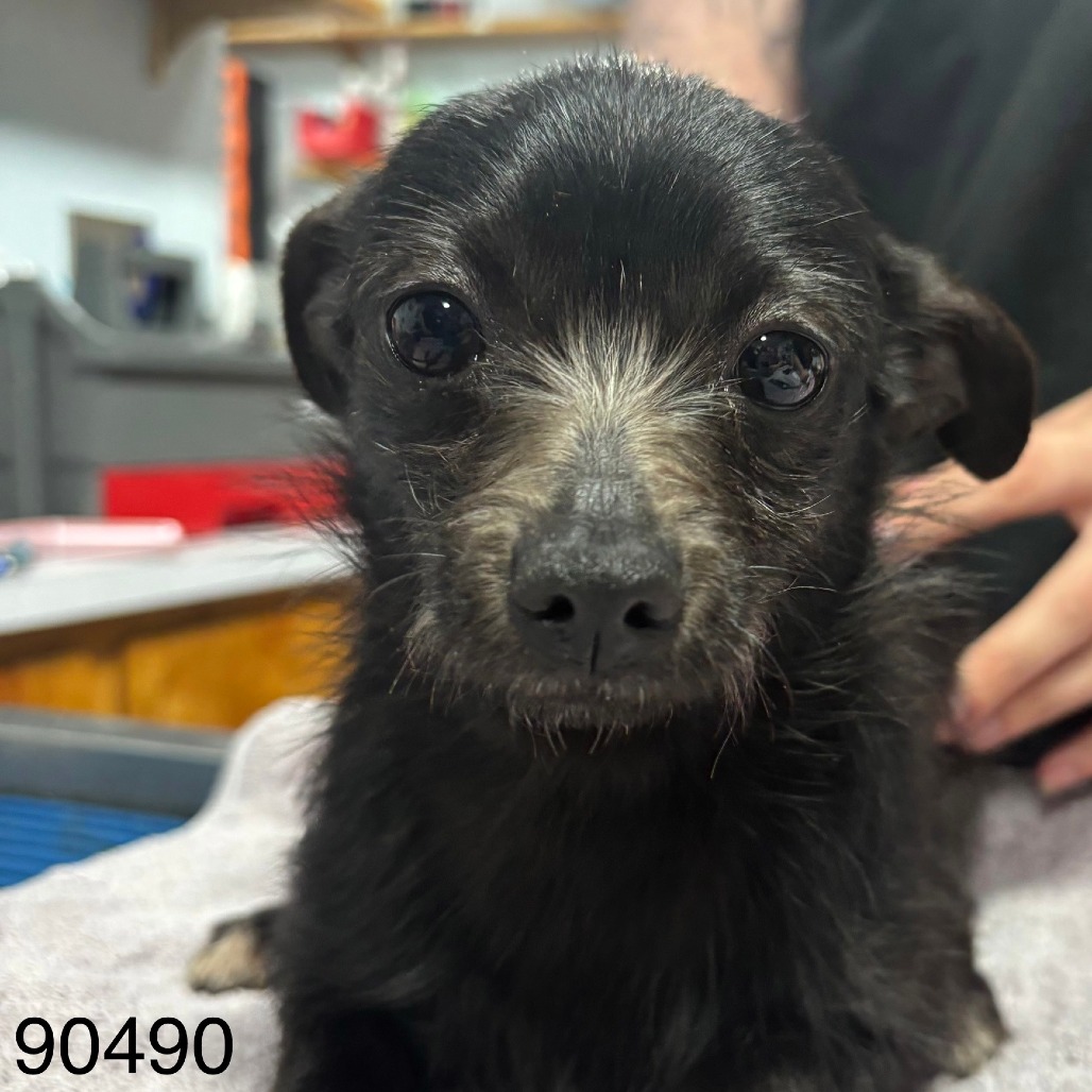 Licorice — thumbnail 2