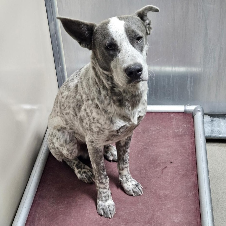 Kennel#7 Koda's preview photo