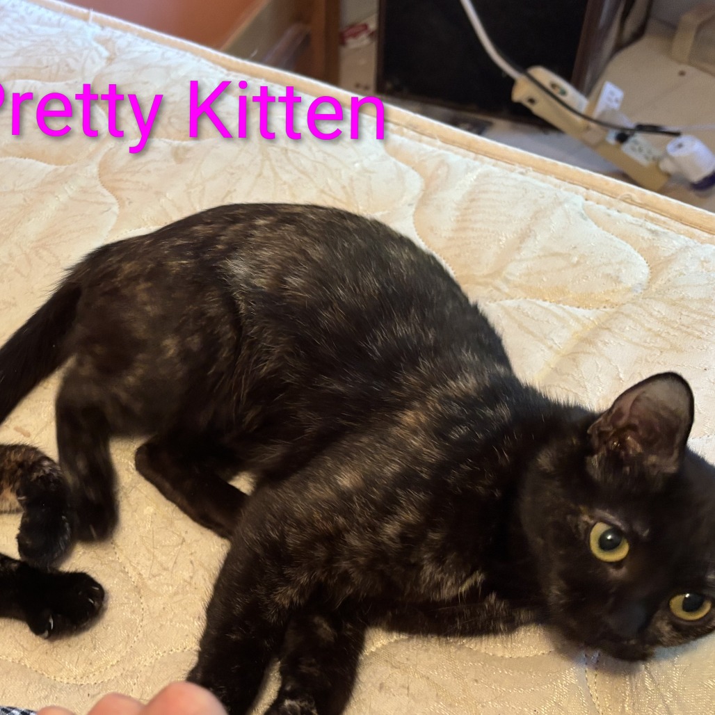 Pretty Kitten bonded with Precious, an adoptable cat