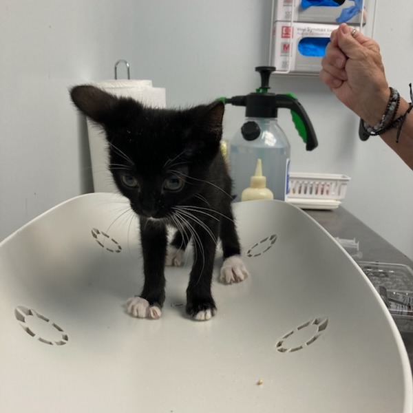 CINDERELLA - Domestic Shorthair available for adoption