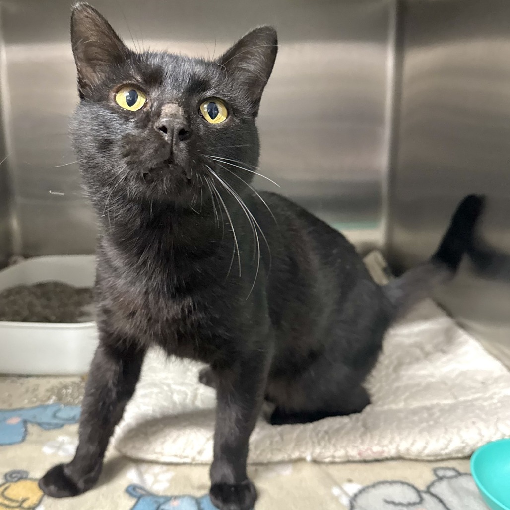 BEAR CLAW - Domestic Shorthair available for adoption