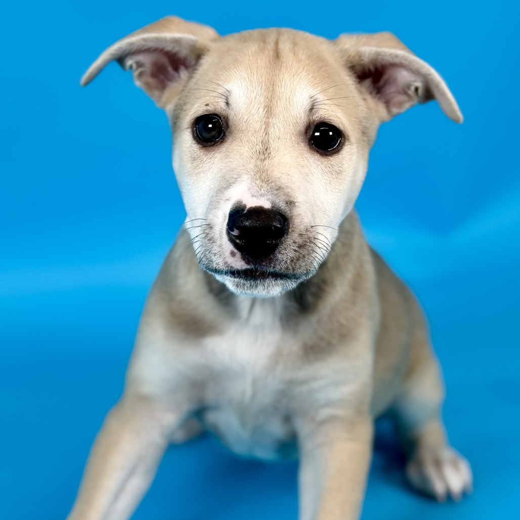 Candy Sprinkles — thumbnail 3