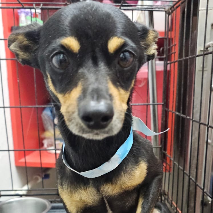 FROYO - Chihuahua / Mix available for adoption