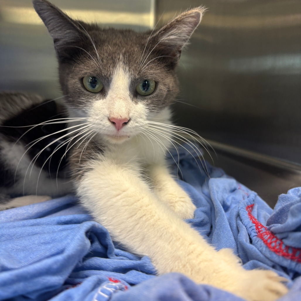 ALLIE CAT - Domestic Shorthair available for adoption