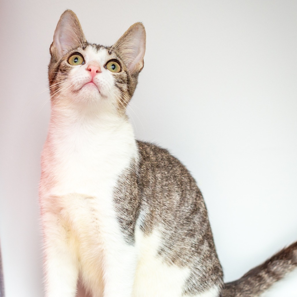 SAUCIER - Domestic Shorthair / Mix for adoption in Hattiesburg