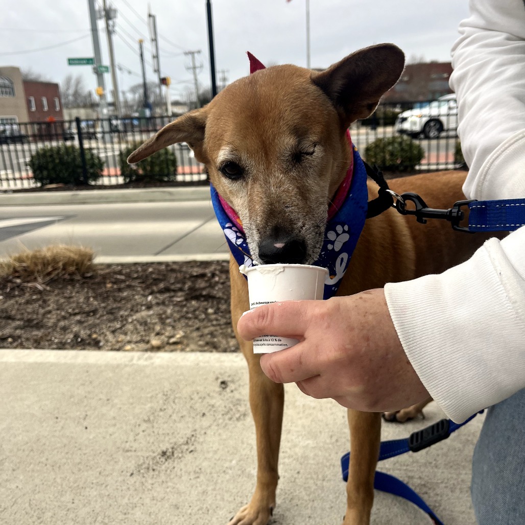 Hanibo — thumbnail 3