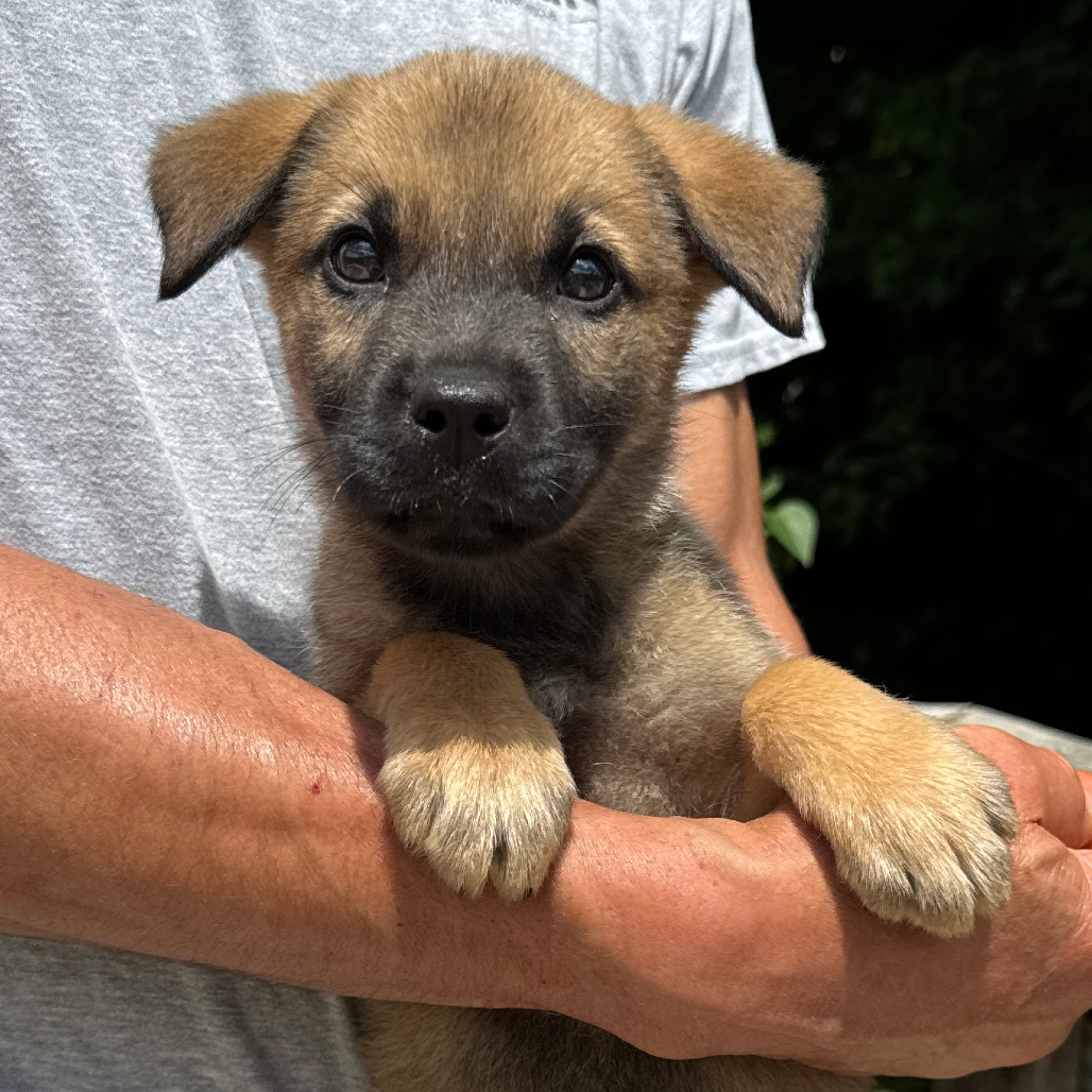 NY John avail Jun 13 (Choice Pet Carmel)