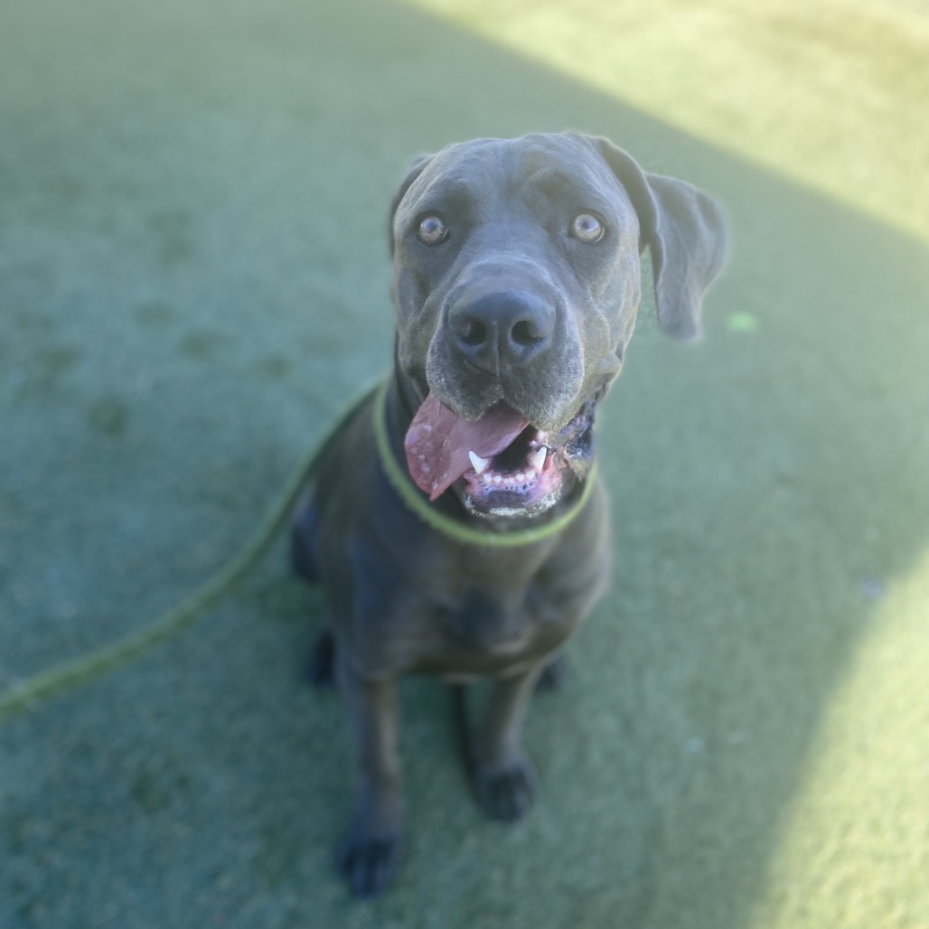 GIA - Great Dane / Mastiff, Cane Corso available for adoption