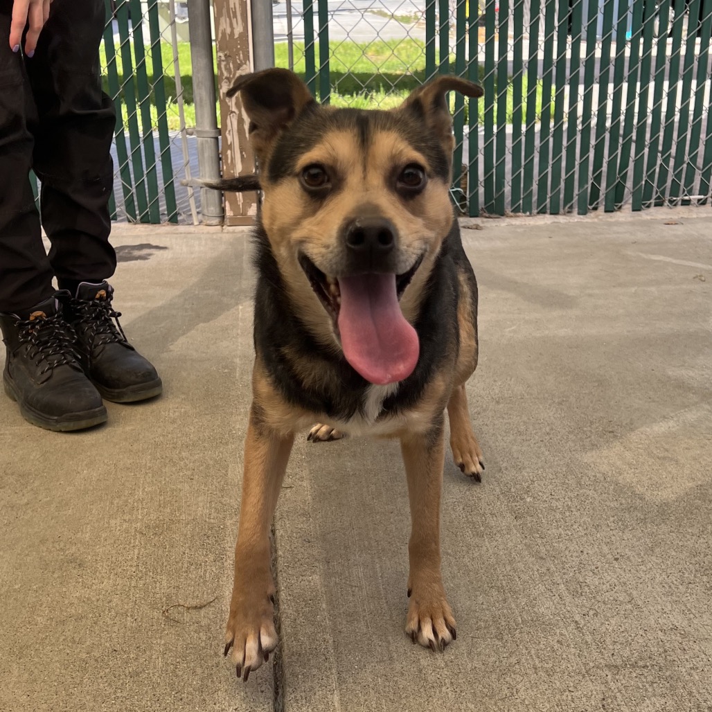 Kennel#16 Ozzy's preview photo