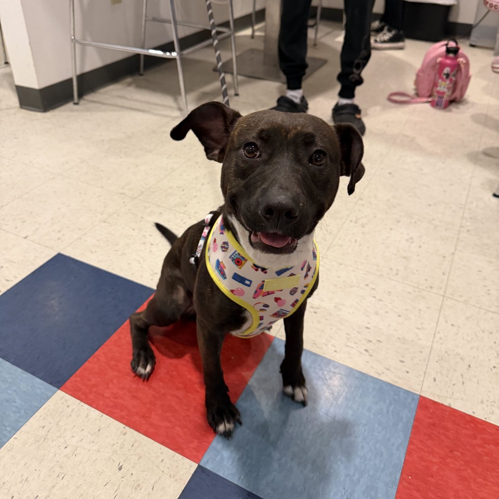 BRINA - Shepherd for adoption in Edinburg