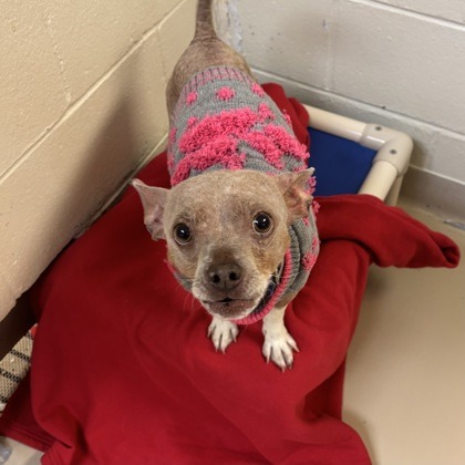 Bratwurst — thumbnail 9