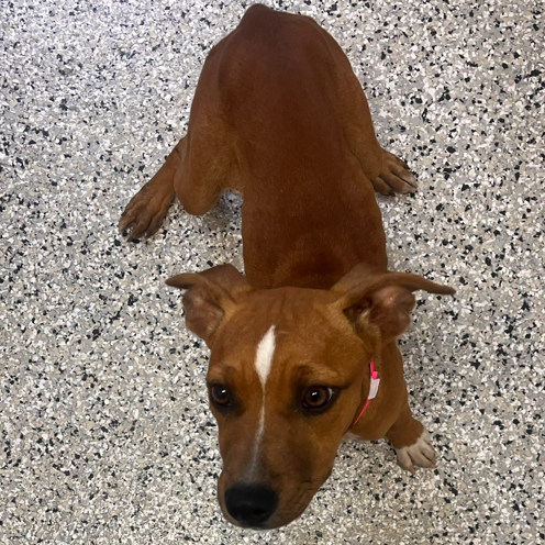 BABY GIRL - Beagle / Terrier available for adoption