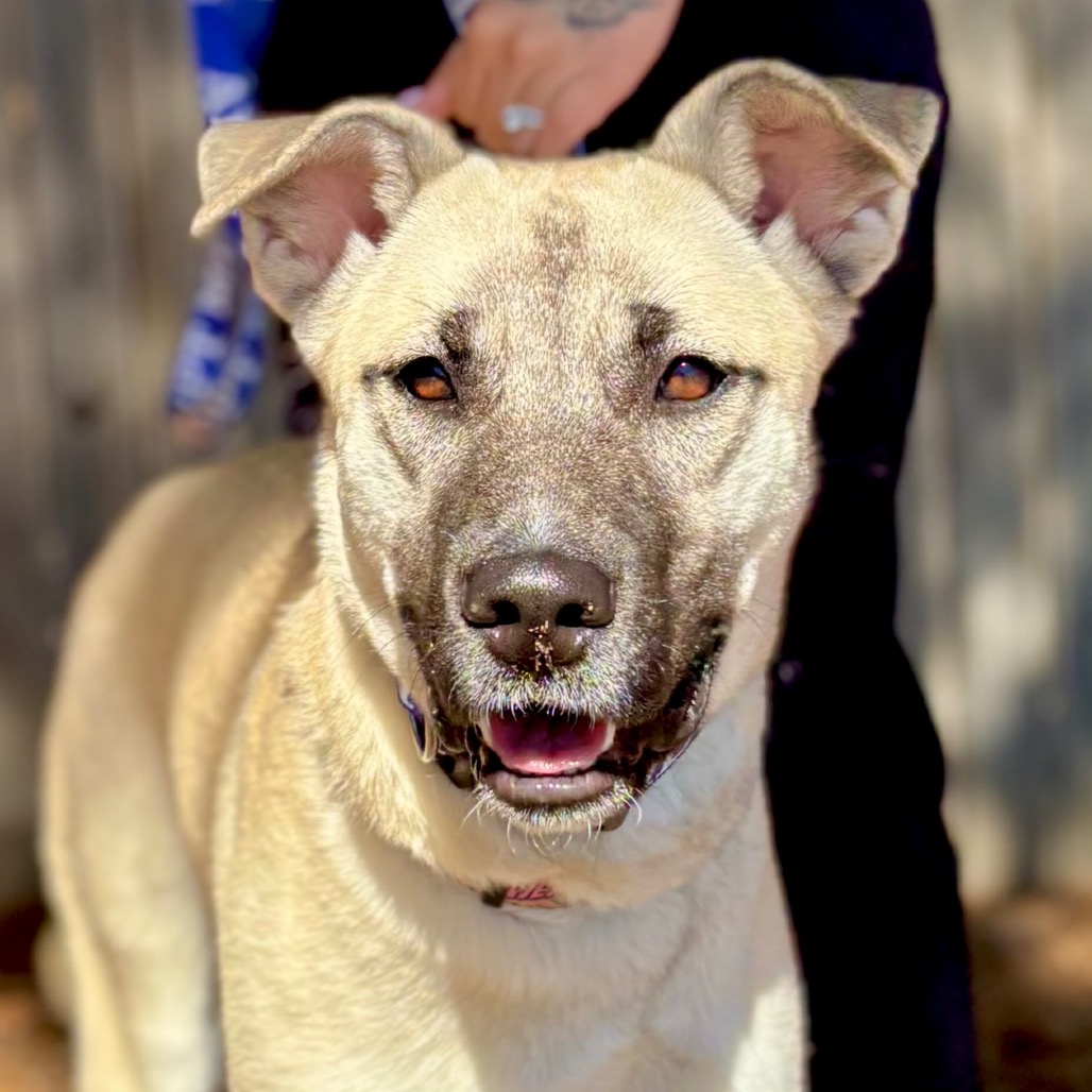 XENA - Shepherd / Mixed Breed (Medium) for adoption in Midland