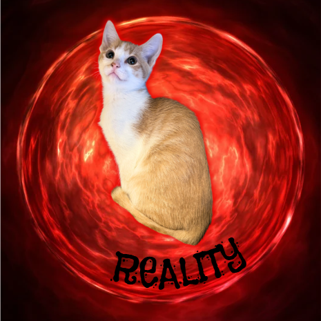 REALITY - Domestic Shorthair for adoption in Mesa