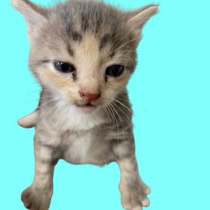 Tusc Stray 82193