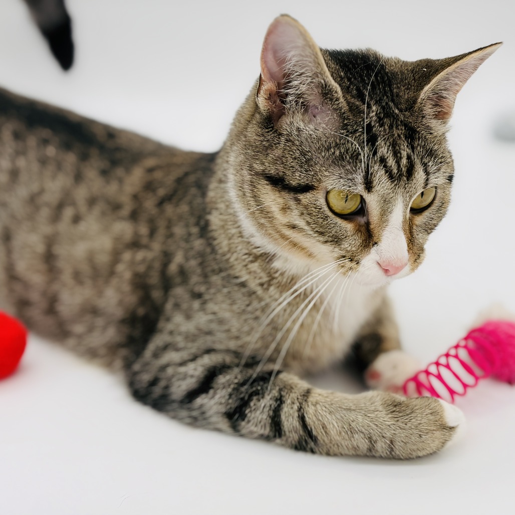 Chi Chi (adoptable with Digit) ** Cerebellar Hypoplasia**, photo 8