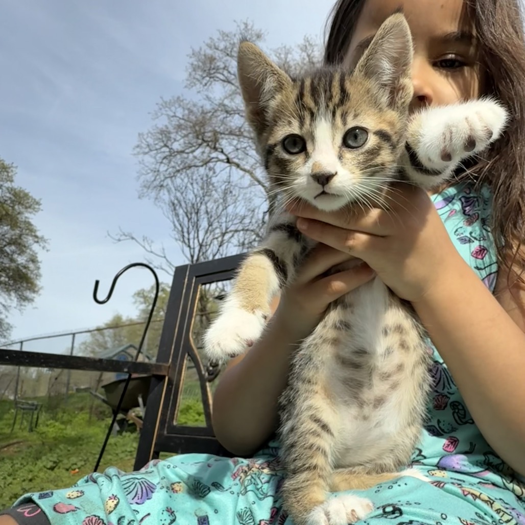 Clover — thumbnail 4