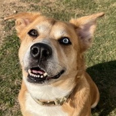 GEORGIA - Retriever, Labrador / Mix available for adoption